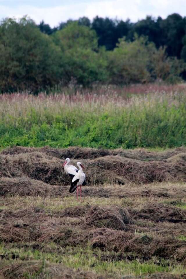 Отели типа «постель и завтрак» Agroturystyka Nienasycenie Brzeźno Łyńskie-29